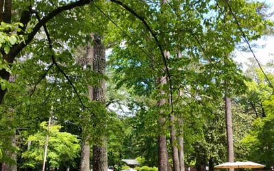 Photo of Jaimie R.'s yard after getting lawn care in Deland, FL