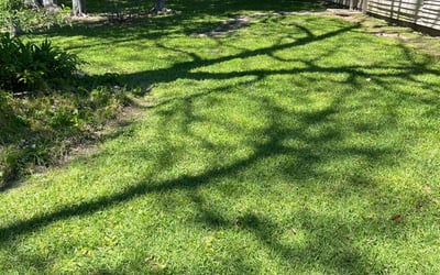 Photo of Gilda P.'s yard after getting lawn care in Orange, NJ