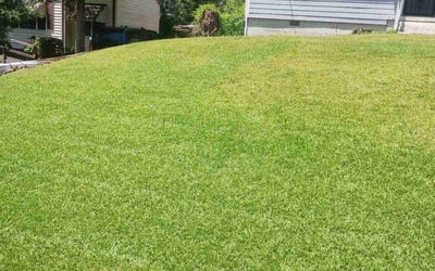 Photo of June B.'s yard after getting lawn care in Loris, SC