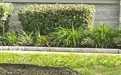 Photo of Rick D.'s yard after getting lawn care in Cypress, TX