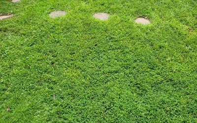 Photo of Oscar H.'s yard after getting lawn care in Phenix City, AL