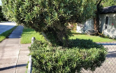 Photo of Wade J.'s yard after getting lawn care in Westminster, MD