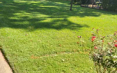 Photo of Cheryl D.'s yard after getting lawn care in Cary, NC