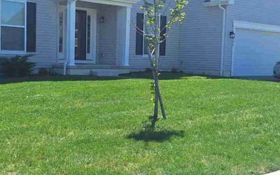Photo of Jennifer K.'s yard after getting lawn care in Reynoldsburg, OH