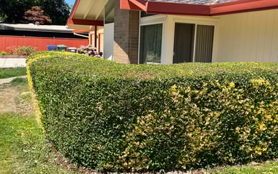 Photo of Felicia O.'s yard after getting lawn care in Placerville, CA