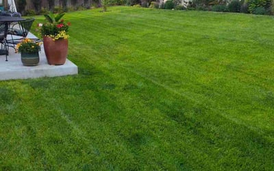 Photo of Lauran F.'s yard after getting lawn care in Commerce City, CO