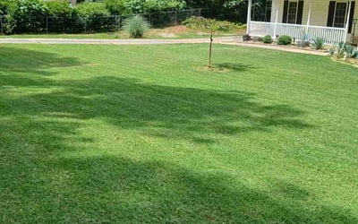 Photo of Jeremy R.'s yard after getting lawn care in Liberty, SC