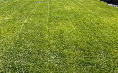 Photo of Valerie L.'s yard after getting lawn care in Fort Carson, CO