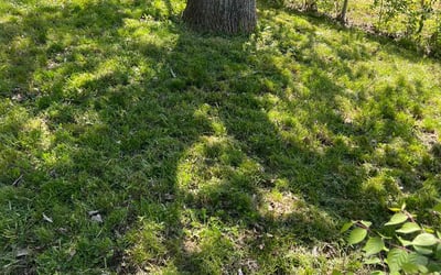 Photo of Mary C.'s yard after getting lawn care in Cape May, NJ