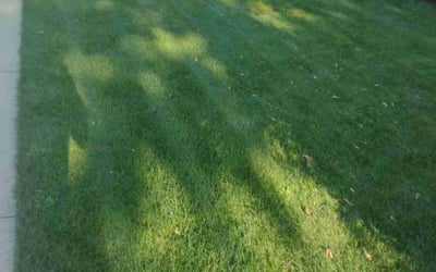 Photo of Nanette L.'s yard after getting lawn care in Saint Cloud, MN