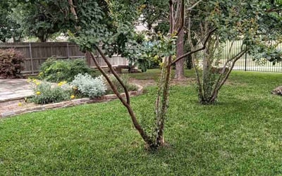 Photo of Stephanie B.'s yard after getting lawn care in Port Orchard, WA
