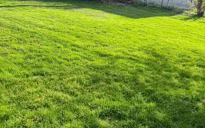 Photo of Natalie S.'s yard after getting lawn care in Dolton, IL