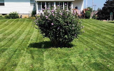 Photo of Rachael D.'s yard after getting lawn care in Rockford, MI