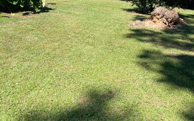 Photo of Julissa C.'s yard after getting lawn care in Tallahassee, FL