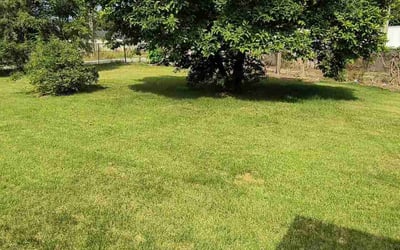Photo of Shea S.'s yard after getting lawn care in Hobart, IN