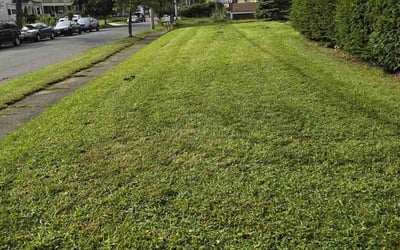 Photo of Lauren G.'s yard after getting lawn care in Holyoke, MA