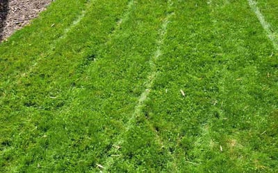 Photo of Pam F.'s yard after getting lawn care in Parker, CO