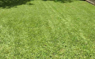Photo of Bianca B.'s yard after getting lawn care in Flat Rock, MI