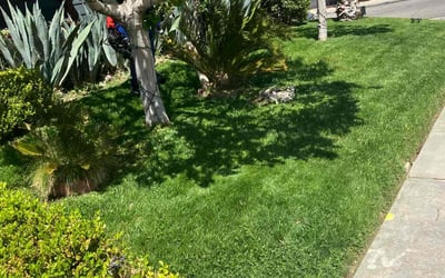 Photo of Shannon S.'s yard after getting lawn care in Palmdale, CA