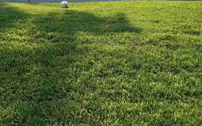 Photo of Gary H.'s yard after getting lawn care in Essex, MD