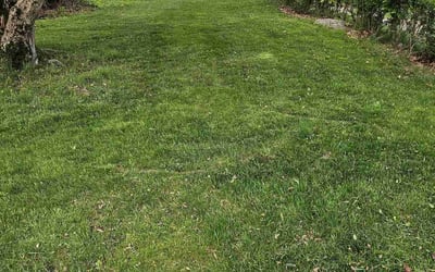 Photo of Flordelino (Tony) B.'s yard after getting lawn care in Winthrop, MA