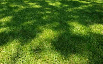 Photo of Leigh S.'s yard after getting lawn care in Dearborn Heights, MI