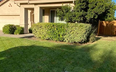 Photo of Jenny E.'s yard after getting lawn care in Stockton, CA