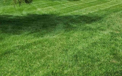Photo of Orion M.'s yard after getting lawn care in Richmond, VA