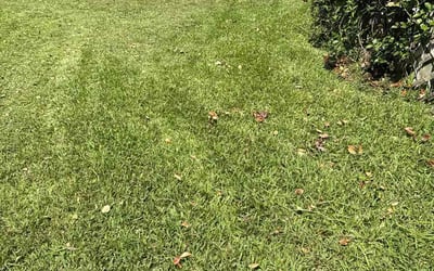 Photo of Allan M.'s yard after getting lawn care in Alabaster, AL