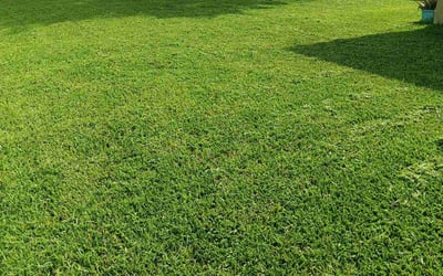 Photo of Donnie B.'s yard after getting lawn care in Boynton Beach, FL