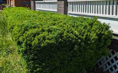 Photo of Gerilyn C.'s yard after getting lawn care in Birmingham, MI