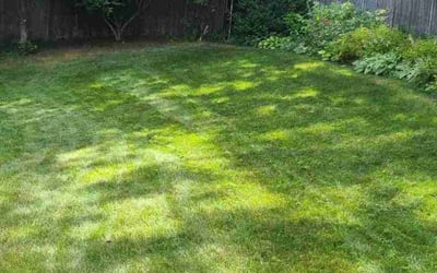 Photo of Connie P.'s yard after getting lawn care in Manchester, NH