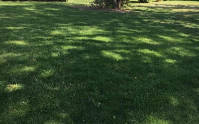 Photo of Ginger W.'s yard after getting lawn care in Camden, NJ