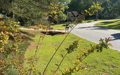 Photo of Laurelle D.'s yard after getting lawn care in Albany, GA