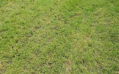 Photo of Joey A.'s yard after getting lawn care in Fargo, ND