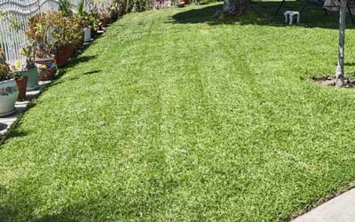 Photo of Mark H.'s yard after getting lawn care in Pomona, CA