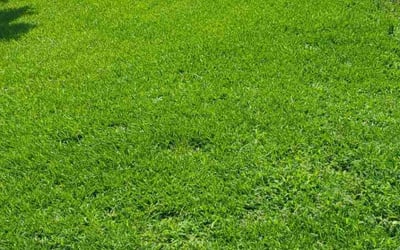 Photo of Samara M.'s yard after getting lawn care in Willis, TX
