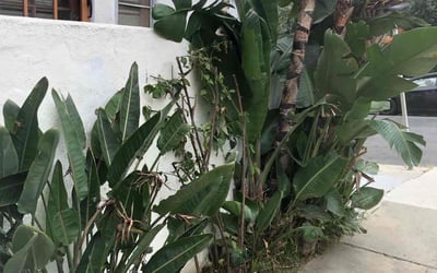 Photo of Bassam B.'s yard after getting lawn care in Pikesville, MD