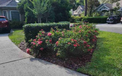 Photo of Matt W.'s yard after getting lawn care in Harlingen, TX