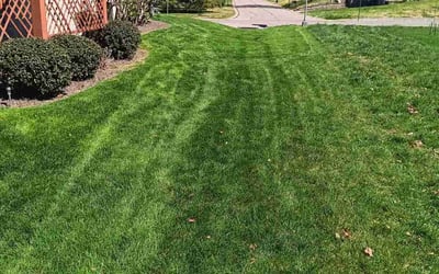 Photo of Andrea W.'s yard after getting lawn care in St. Louis, MO