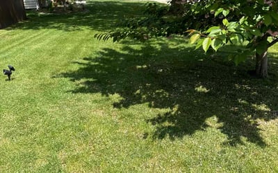 Photo of Roxanne M.'s yard after getting lawn care in Browns Mills, NJ