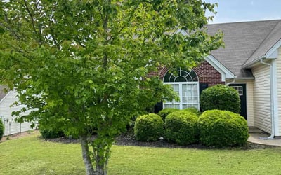 Photo of Brianna G.'s yard after getting lawn care in Bayonne, NJ