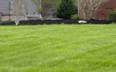 Photo of Clint W.'s yard after getting lawn care in Milton, FL