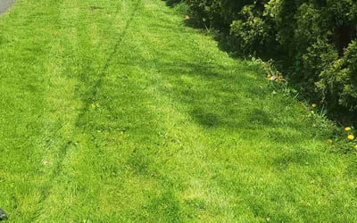 Photo of Leonard K.'s yard after getting lawn care in Holmdel, NJ