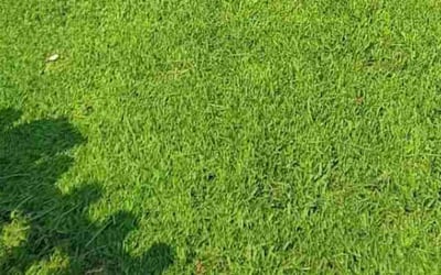 Photo of Linda B.'s yard after getting lawn care in Big Bear City, CA