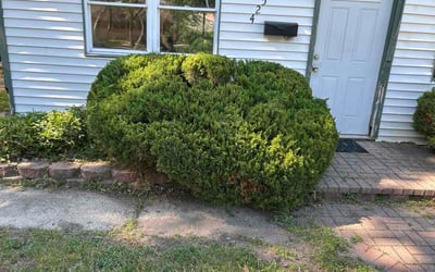 Photo of Laurie D.'s yard after getting lawn care in Denison, TX