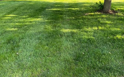 Photo of Mary Susan R.'s yard after getting lawn care in Buffalo, MN