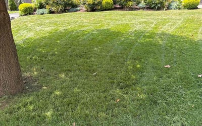 Photo of Tom B.'s yard after getting lawn care in Drexel Hill, PA