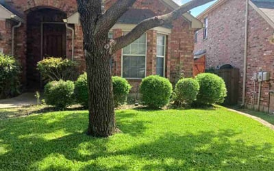 Photo of May B.'s yard after getting lawn care in Green Valley, AZ