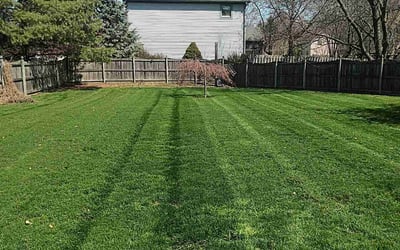 Photo of Wendy M.'s yard after getting lawn care in Bridgeton, NJ